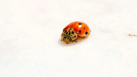 Small lady bug Stock Photos