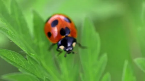 Small lady bug walking on a leaf Stock Footage 243645176