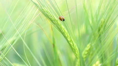 Small ladybird moving on the wheat ears in summer green field Stock Footage 158521619