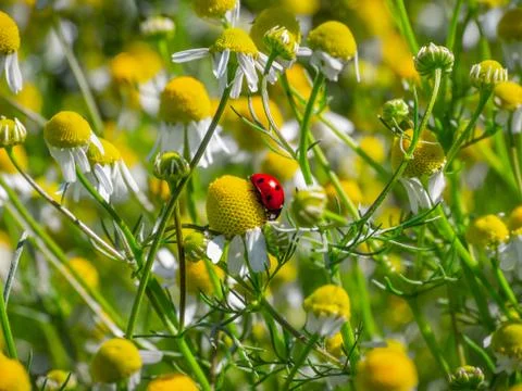 Small ladybug among daisies. Stock Photos