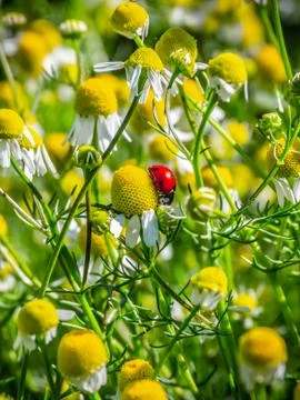 Small ladybug among daisies. Foto stock