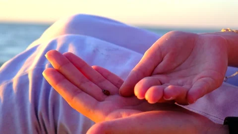 Small ladybug in the arms of a girl on background sea. A bug crawls of a female Stock Footage 134846594