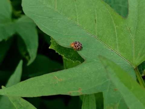 Small Ladybug Beetle Crawling on Vibrant Green Sweet Potato Leaf Stock Photos