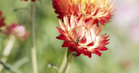 Small ladybug with bright red flowers. Stock Footage 169671272