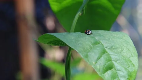 Small ladybug crawling on the fresh green leaf in the garden Stock Footage 150372126