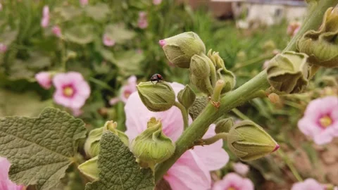 Small Ladybug Crawling on Green Flower Bud in a Sunny Garden Setting Video stock 341999264