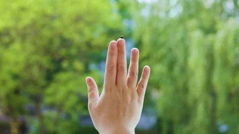 Small ladybug crawls on the finger of a hand raised against a lush green nature  Stock Footage 340280096