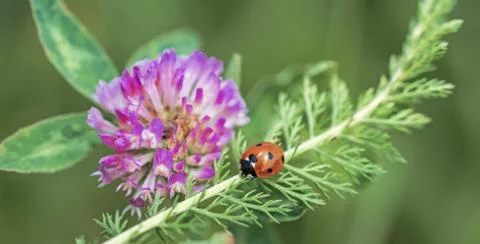 Small Ladybug on green leaf. Stock Photos