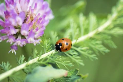 Small Ladybug on green leaf. Foto stock
