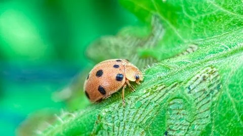 Small ladybug on a green leaf, a portrait image with a macro lens that displays Stock Photos