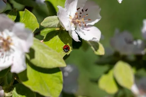 Small Ladybug Resting on Green Leaf Among White Blossoms in Spring Sunlight. 库存照片