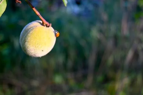 A small ladybug rests on the stem of a fuzzy fruit hanging from a branch. The Fotos Stock