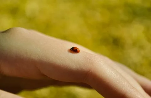A small ladybug sits on the finger of a human hand on a yellow background Foto stock
