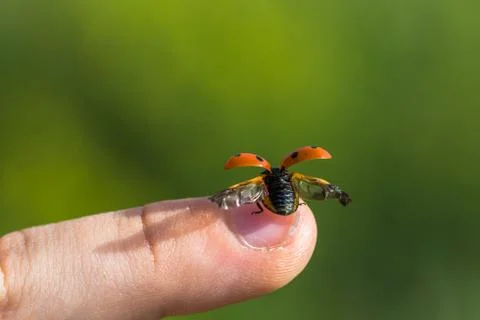 Small ladybug on top of a finger preparing to the fly Stock-Fotos