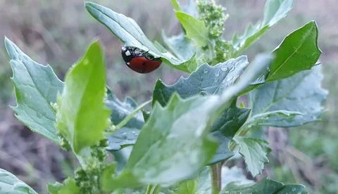 Small ladybug upside down. Foto stock