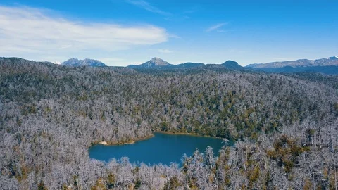Small Lagoon in the Dead Forest Stock Footage 86085890