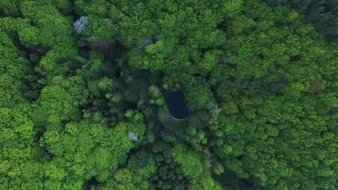 A small lake among a dense green forest high in the mountains. Aerial photograph Stock Footage 240539215