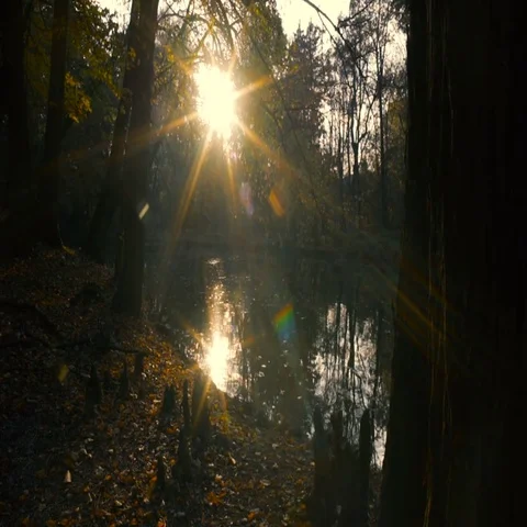 Small lake and trees at sunset in autumn Stock Footage 69557093