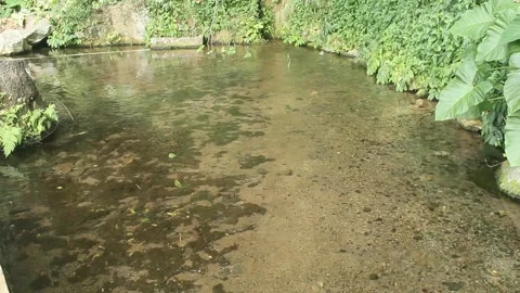 Small lake with clean water Stock Footage 242854442