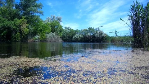 A small lake with clear water Stock Footage 90393230