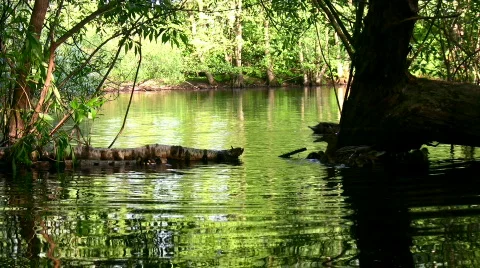 Small lake with ducks 2 Video stock 281315