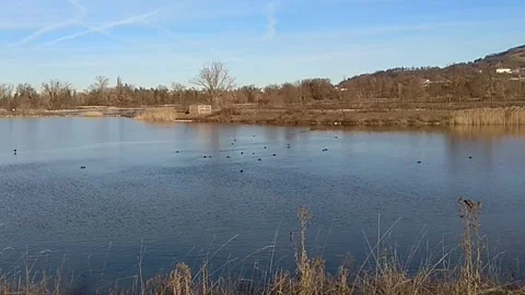 Small lake with ducks feeding Video stock 324958655