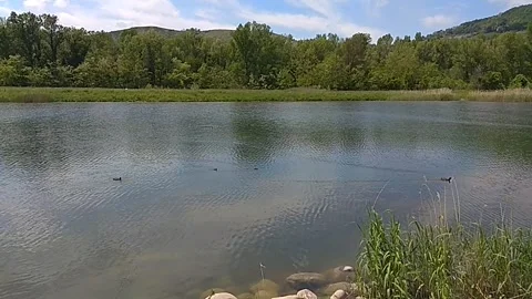Small lake with ducks feeding Video stock 324959039