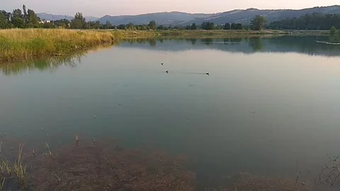 Small lake with ducks feeding Video stock 324959085