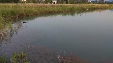 Small lake with ducks feeding Video stock 324959144