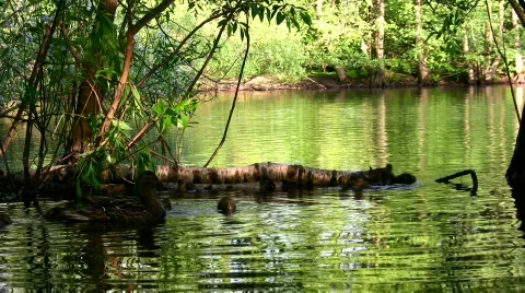 Small lake with Ducks Video stock 281241