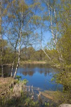 Small lake in early spring Stock Photos