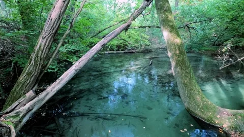 Small lake in the enchanted forest Stock Footage 256208590