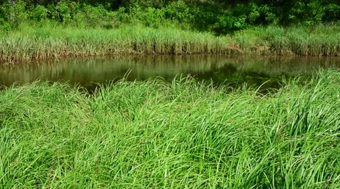Small lake. Stock Footage 51048454