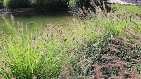 A small lake Stock Footage 141373756