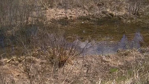 A small lake in the forest in early spring Stock Footage 89874050