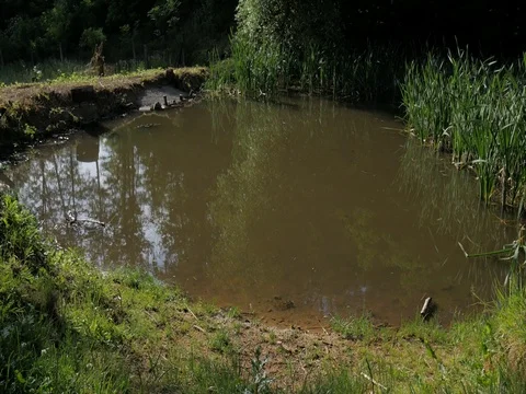 Small lake in forest Stock Footage 77573925