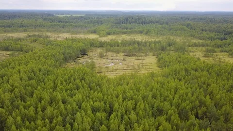 Small lake in the forest Stock-Footage 102708097