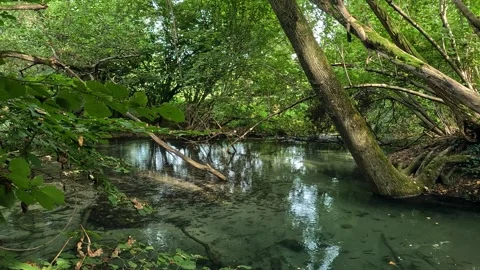 Small lake in the forest with many fish Stock Footage 267159829
