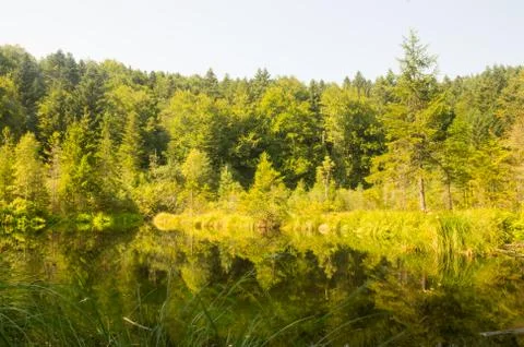 A small lake in the forest Stock Photos