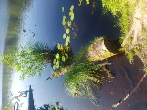 Small lake in a forest Stock Photos