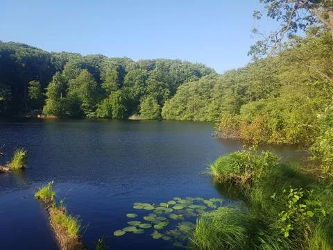 Small lake in a forest Stock Photos