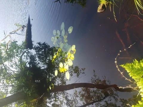 Small lake in a forest Stock Photos