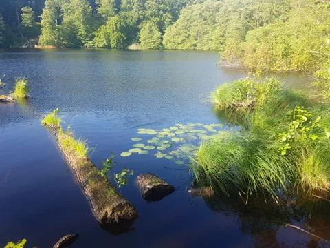 Small lake in a forest Stock Photos