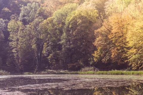 Small lake in the forest Foto stock