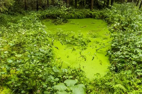 Small lake in the forest Stock Photos