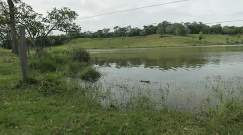 SMALL LAKE WITH GREEN GRASS # 2 Stock Footage 29896953