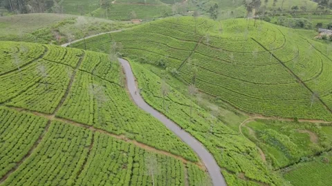 Small lake with Green tea plants view on top Stock Footage 252839691