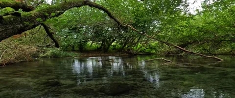 Small lake hidden in the forest Stock Footage 301738439