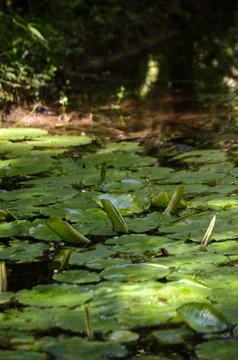 Small lake with lily pad Stock Photos