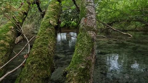 Small lake in the middle of the forest Stock Footage 309890002